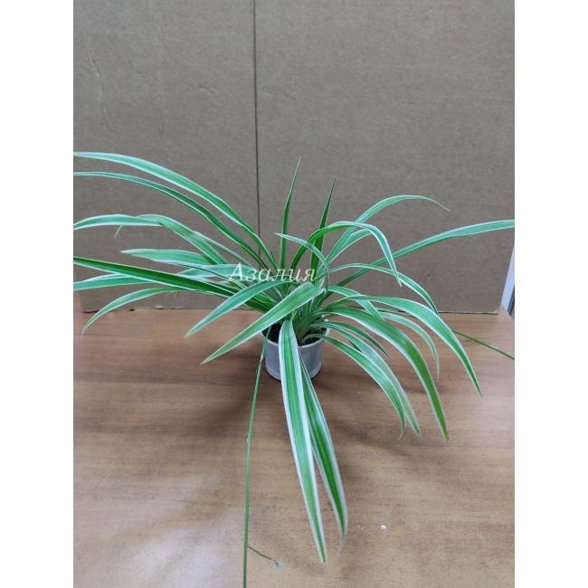 Хлорофитум