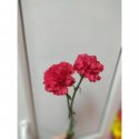 Красная гвоздика 2 шт