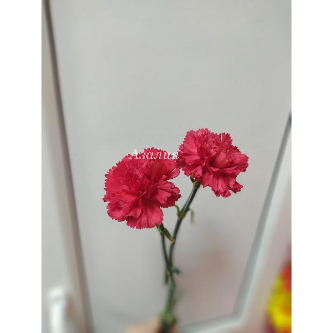 Красная гвоздика 2 шт