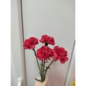 Гвоздика красная 4 шт