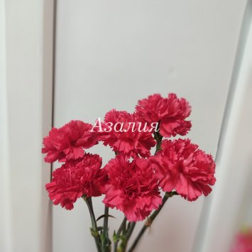 Гвоздика красная 6 шт в Костроме от магазина цветов «Азалия»
