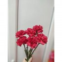 Гвоздика красная 6 шт