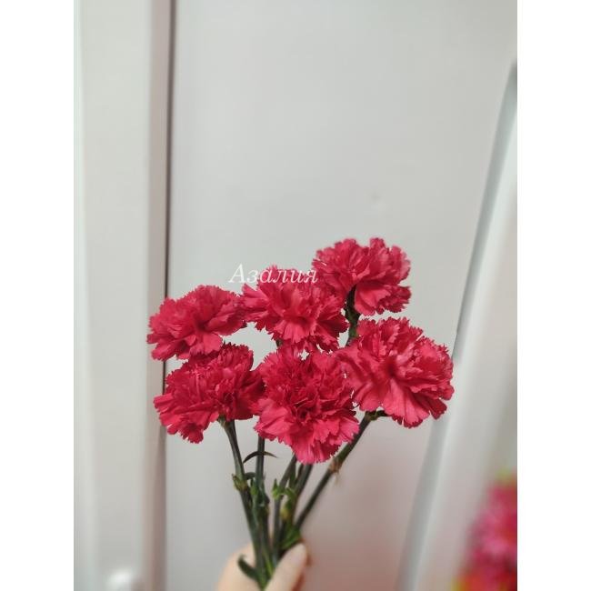 Гвоздика красная 6 шт
