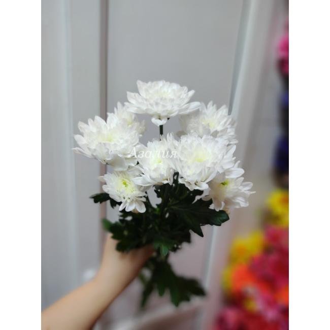 Хризантема кустовая белая