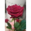 Роза Red Naomi