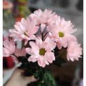 Кустовая светло-розовая хризантема (ромашка)