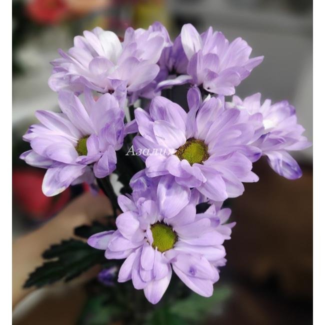 Кустовая фиалетовая хризантема (ромашка)