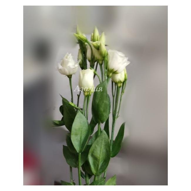 Лизиантус (Эустома) белая