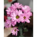 Кустовая розовая хризантема (ромашка)