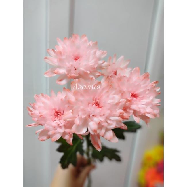 Кустовая светло-розовая хризантема