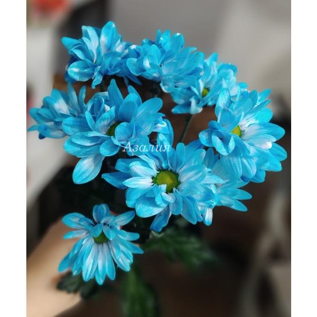 Кустовая синяя хризантема (ромашка)