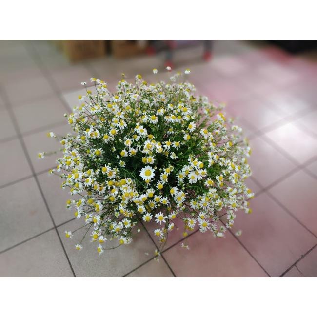 Ромашка мелкая