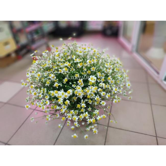 Ромашка мелкая