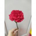 Гвоздика красная
