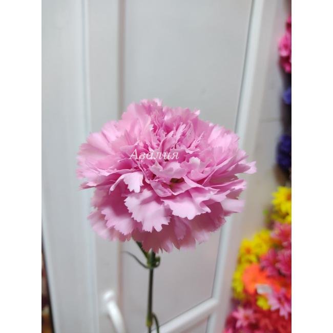 Гвоздика розовая