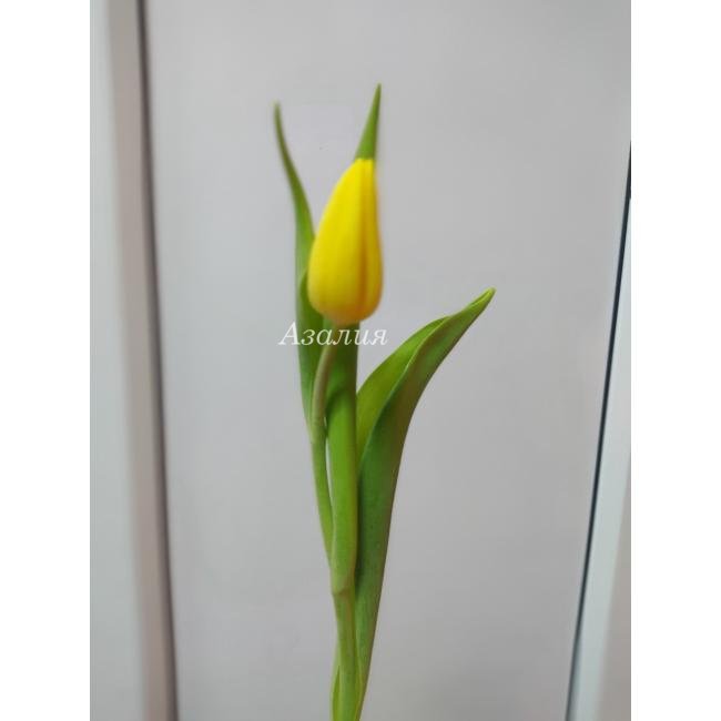 Жёлтый тюльпан