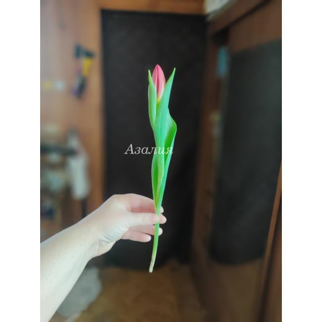 Красный тюльпан