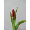Красный тюльпан