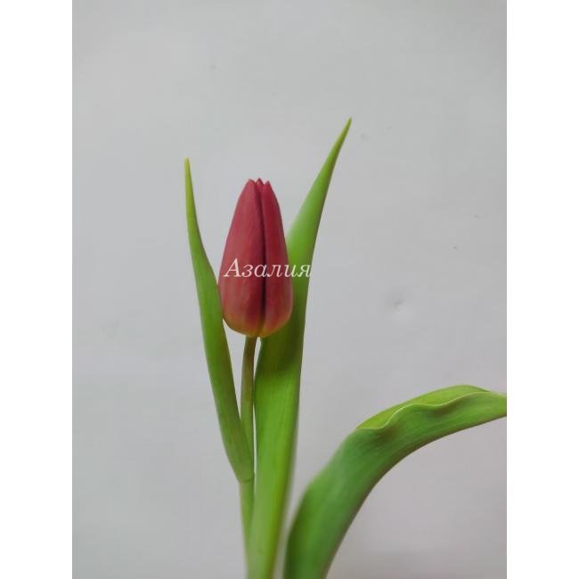 Красный тюльпан