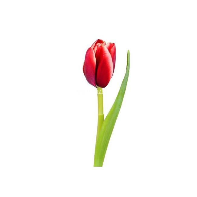 Тюльпаны сколько стоят 1 шт. Тюльпан Buster Red (1шт.). Тюльпан 1-1. Тюльпан Toronto (1шт.). Тюльпан Donato (1шт.).