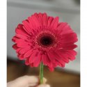 Гербера красная