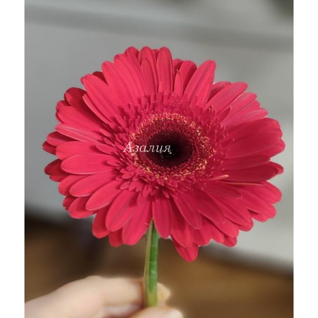 Гербера красная