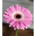 Гербера розовая