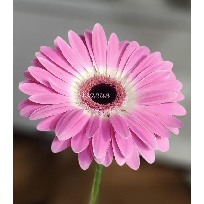 Гербера розовая