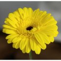Гербера желтая