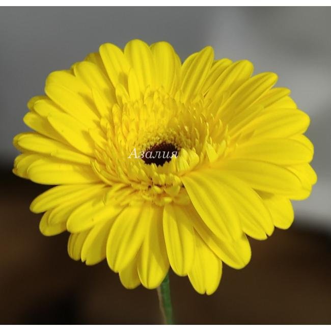 Гербера желтая