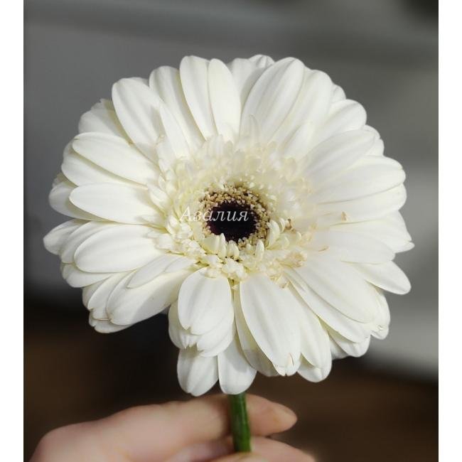 Гербера белая