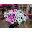 Монобукет &laquo;Ромашковое облако&raquo; бело-розовое