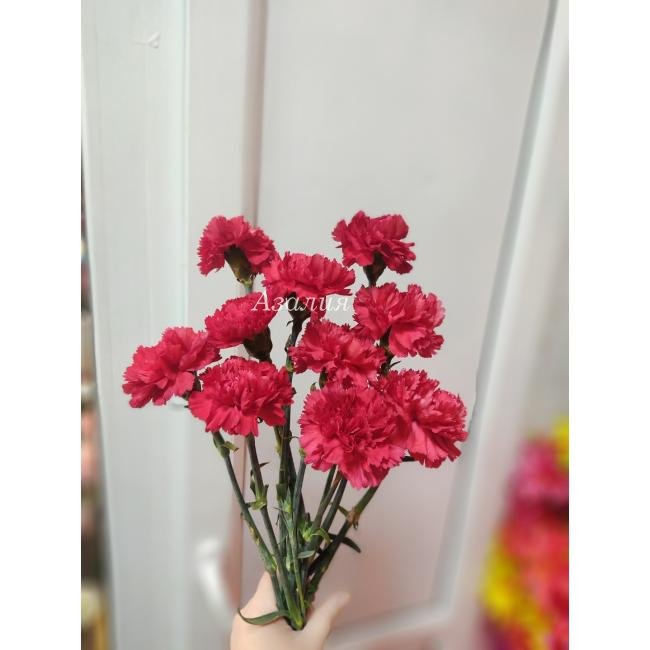 Красные гвоздики 10 штук
