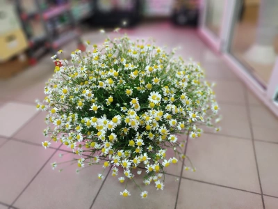 Ромашка мелкая