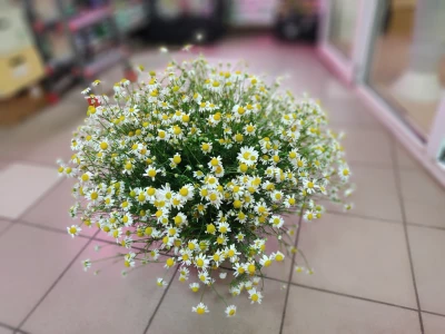 Ромашка мелкая