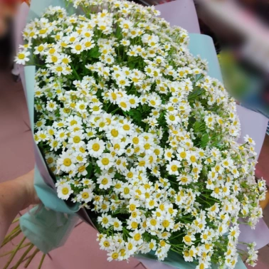Ромашковое чудо