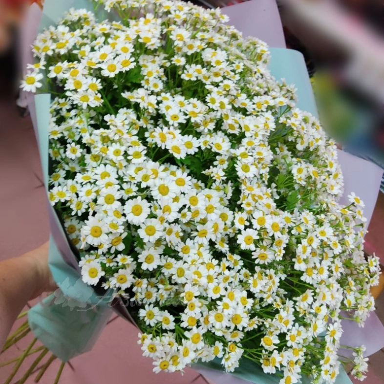 Ромашковое чудо