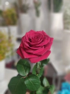 Роза Red Naomi 1