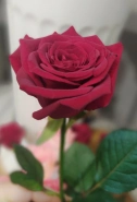 Роза Red Naomi 0