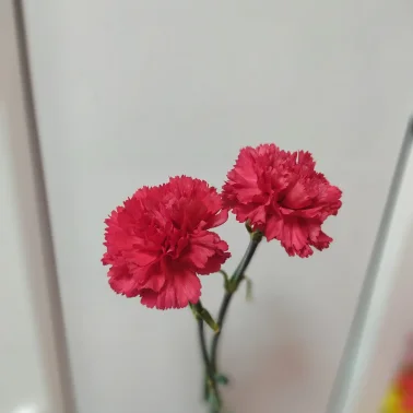 Красная гвоздика 2 шт