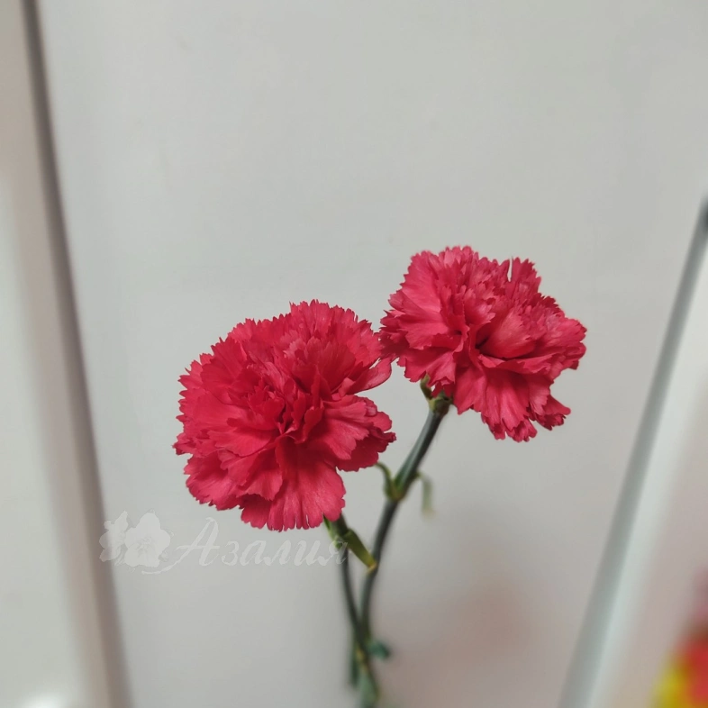 Красная гвоздика 2 шт