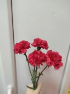 Гвоздика красная 4 шт 0