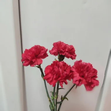 Гвоздика красная 4 шт