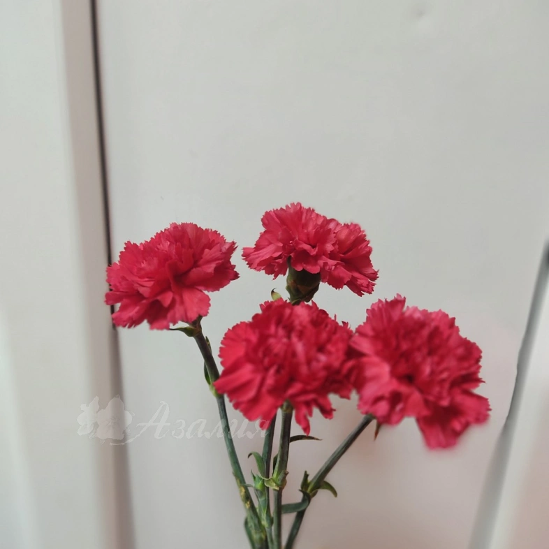 Гвоздика красная 4 шт
