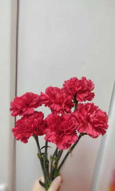 Гвоздика красная 6 шт