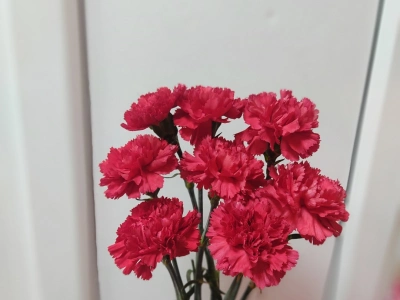 Гвоздика красная 8 шт