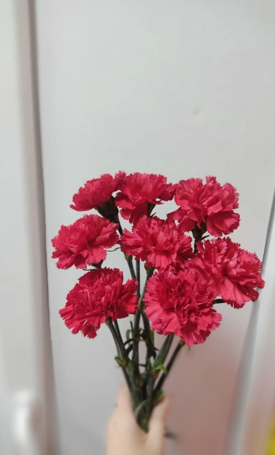 Гвоздика красная 8 шт