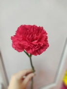 Гвоздика красная 0
