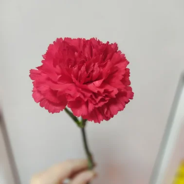 Гвоздика красная