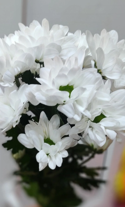Ромашка (хризантема Бакарди)